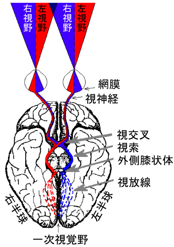 脳機能局在論 Wikiwand