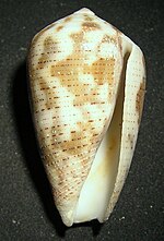 Hình thu nhỏ cho Conus striolatus decurtata