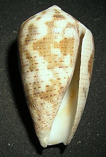 <i>Conus striolatus</i> Species of sea snail