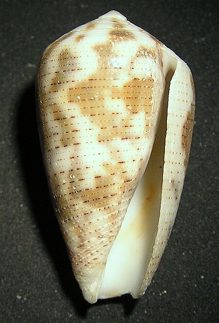 Conus striolatus decurtata