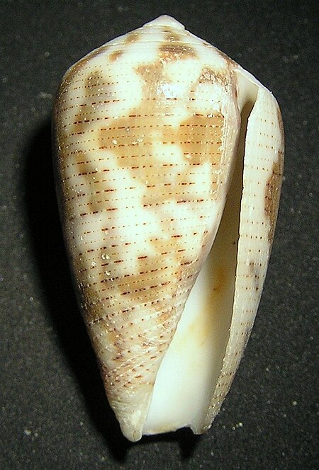 Conus_striolatus_decurtata