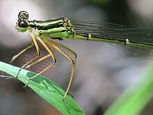 Copera annulata (женская головка) .jpg