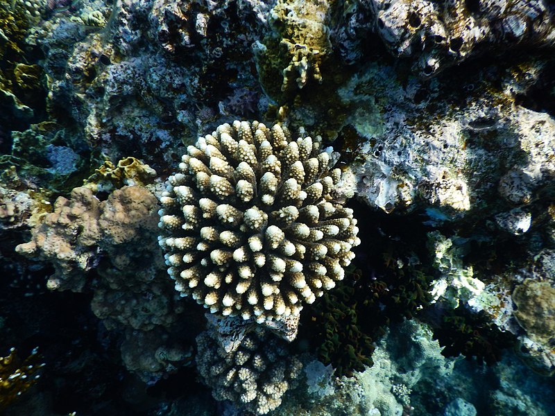 File:Coral in sea.jpg