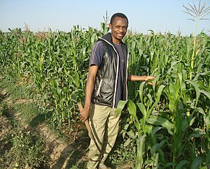 Corn farm weeding work.jpg