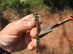 Vue dorsale de Coryphaeschna viriditas mâle