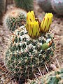 Coryphantha cornifera, syn. Coryphantha radians, 2019-07-12