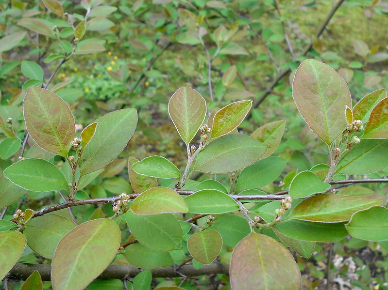 File:Cotoneaster scandinavicus 2017-04-30 8896.jpg