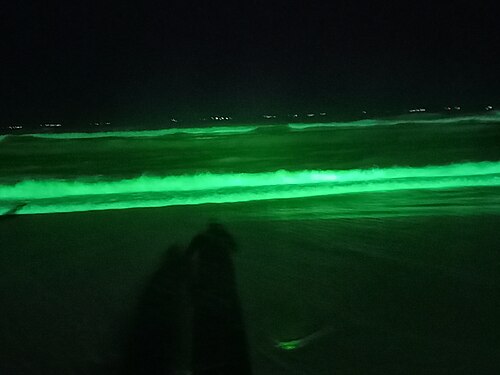 Cox's Bazar Sea Beach at night