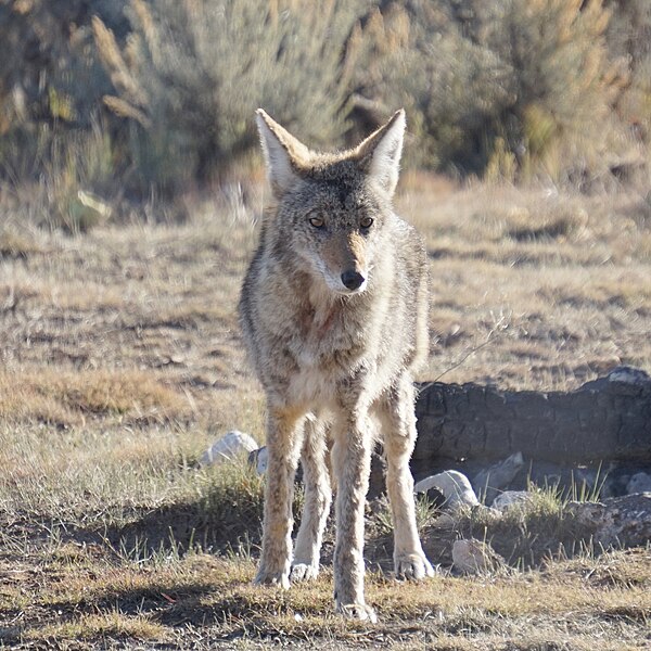 File:Coyote Head On (24097786818).jpg