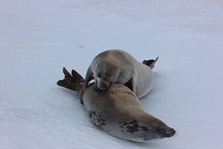 Tập_tin:Crabeater_Seals_at_Mating_Season.JPG