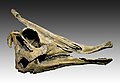 * Nomination Skull of Saurolophus --Archaeodontosaurus 17:51, 13 November 2010 (UTC) * Promotion Good --Llez 07:31, 14 November 2010 (UTC)