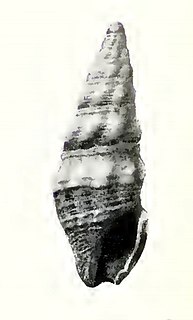 <i>Crassispira eurynome</i> Species of gastropod