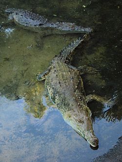 Crocodylus acutus - Wikipedia, la enciclopedia libre