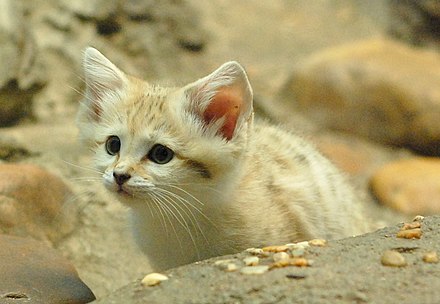 Кошка пустыни. Барханный кот. Пустынный барханный кот. Песчаная барханная кошка. Животные пустыни барханный кот.