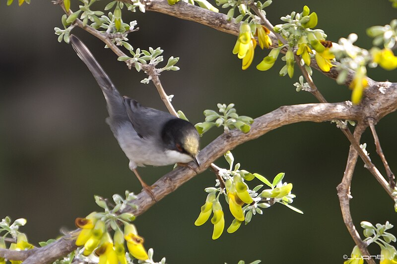 File:Curruca Cabecinegra, Sylvia melanocephala(♂) (6412809143).jpg