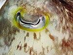 Миниатюра для Файл:Cuttlefish eye closeup.JPG