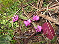 Cyclamen coum dark & fringed