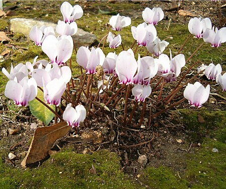 Cyclamen hederifolium FlowersNoLeaves BotGardBln0906a.jpg