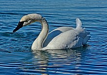 A trumpeter swan swimming on the Toronto waterfront. Cygnus buccinator swimming Toronto.jpg