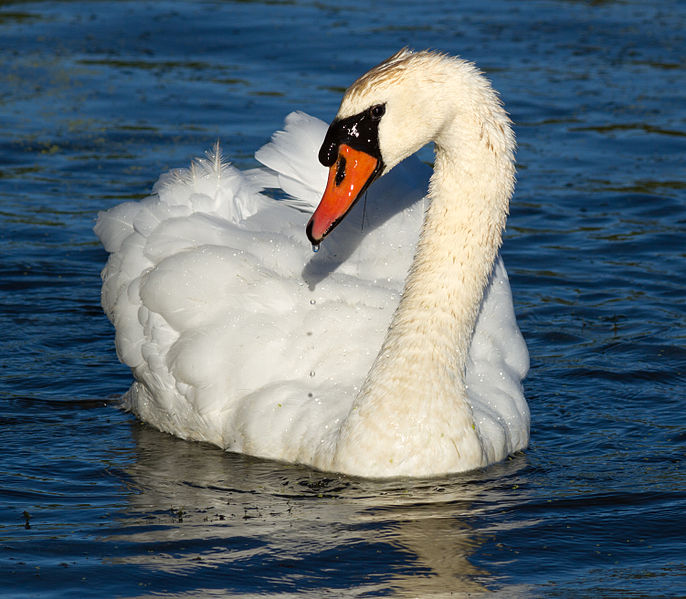 File:Cygnus olor at Las Gallinas Wildlife Ponds.jpg