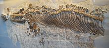 Fossils of Cymbospondylus Cymbospondylus buchseri.JPG