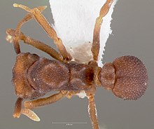 Cyphomyrmex flavidus casent0005663 гръбна 1.jpg