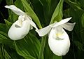 Cypripedium reginae alba color