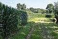 * Nomination Corn field at Sythener Hellweg in Hausdülmen, Dülmen, North Rhine-Westphalia, Germany --XRay 03:58, 4 August 2021 (UTC) * Promotion  Support Good quality -- Johann Jaritz 04:13, 4 August 2021 (UTC)