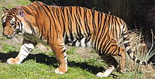 Tiger - Wikipedia