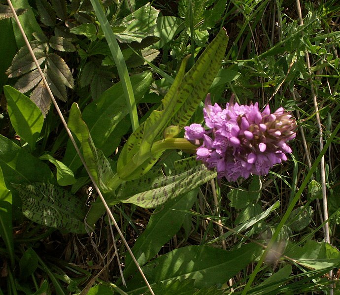 File:Dactylorhiza baltica 060621.jpg