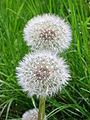 Dandelions that are ready to seed