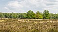 * Nomination Deelerwoud, (the eastern part.) Oak on a heathland. By User:Agnes Monkelbaan --Augustgeyler 07:55, 28 June 2024 (UTC) * Promotion  Support Good quality. --Екатерина Борисова 01:56, 29 June 2024 (UTC)