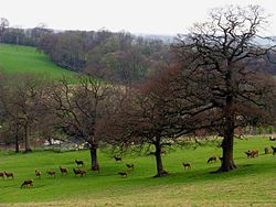 Jelen v parku Bucklebury Farm - geograph.org.uk - 3067.jpg