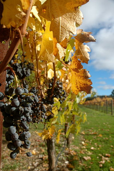 File:Dehydrated Cabernet in Sterling Vineyards - Napa.jpg