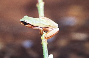 Dendropsophus jimi.jpg