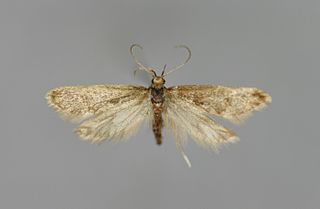 <i>Denisia nubilosella</i> Species of moth
