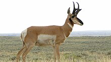 Proposed energy development will likely further reduce an already declining pronghorn population in an area that includes the Southern Red Desert, according to a study by National Wildlife Federation. Desert pronghorn.jpg