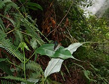 Female (form B), Mount Apo Deudorix philippinensis formB Mt. Apo.JPG