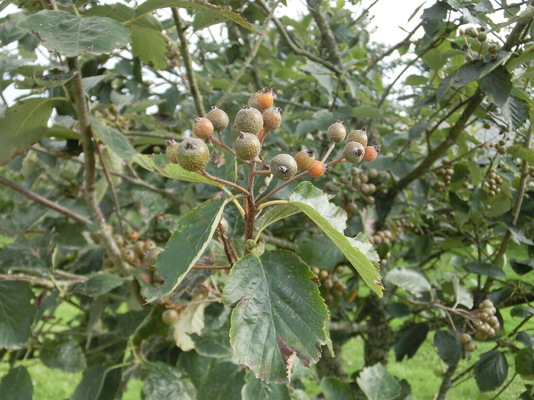 File:Devon Whitebeam.JPG