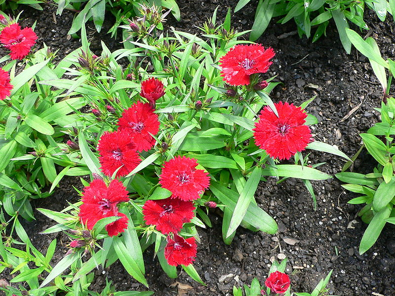 File:Dianthus chinensis.jpg