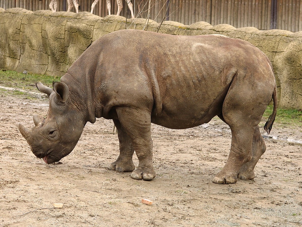 rinoceronte blanco lanudo