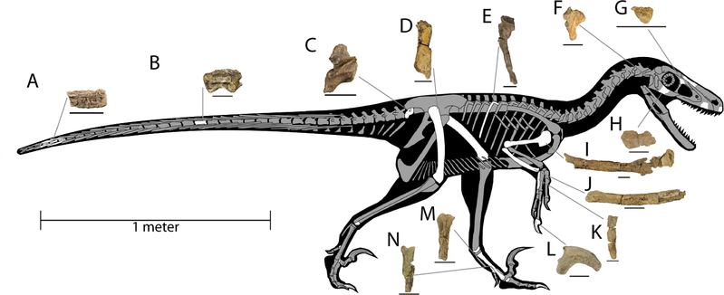 File:Dineobellator skeleton.png