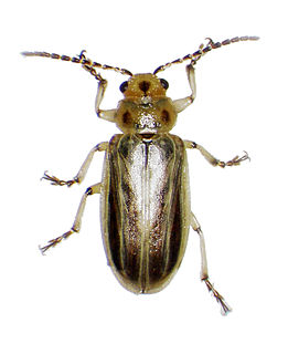 <i>Diorhabda sublineata</i> Species of beetle