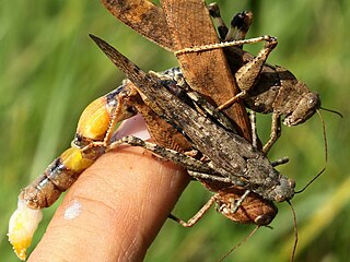 female guarded by 2 males after ovipositing