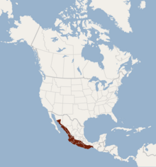 Répartition de Rhogeessa parvula.png