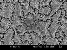 Ditrupa arietina (Serpulidae), outer tube layer, calcitic regularly ridged prismatic structure, showing interlocked prisms Ditrupa arietina tube microstructure.jpg