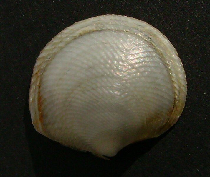 File:Divaricella huttoniana.JPG