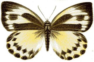 <i>Dixeia capricornus</i> Species of butterfly