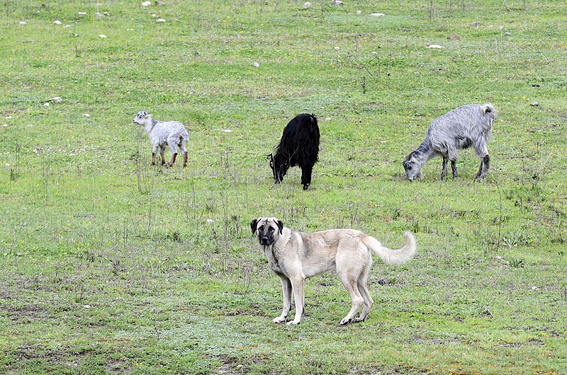 File:Dog and Kids, Kozan.JPG