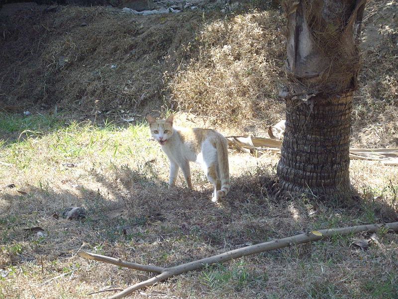 File:Domestic indian farm house cat hunting in the natural village farms.(Barkur Village(Karnataka.India.-Monday 21-1-2008-.JPG